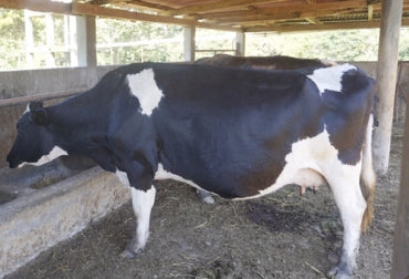 <h3 class="title">Cuidados en la alimentación de las vacas en transición</h3>