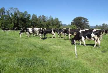 <h3 class="title">La leche de vacas alimentadas con pasto es más sana, dice estudio</h3>