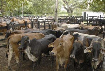 Ante suspensión de subastas, apele a los servicios virtuales para comprar ganado
