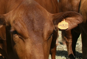¿Conoce cuáles son los requerimientos del DIN para identificar el ganado?