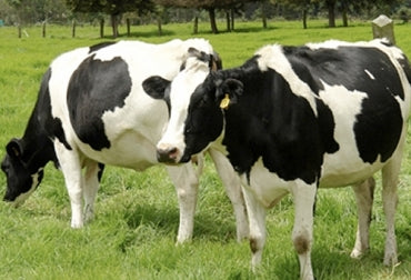 ¿Conoce las causas de infertilidad en bovinos inducidas por el ser humano?