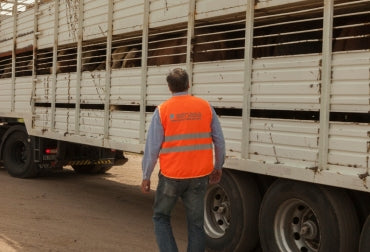 Cómo minimizar el estrés que sufre el ganado en el transporte