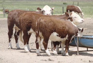 ¿Qué tanto puede funcionar la urea en la alimentación de los bovinos?