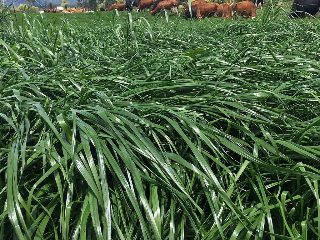 RYEGRASS ANUAL NABUCCO