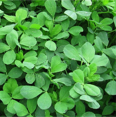 Alfalfa Moapa 69 x 22.7 Kg.