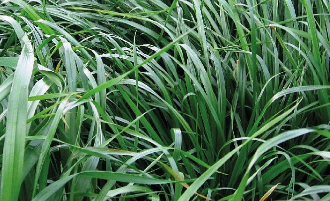 Rye Grass Híbrido Perenne Acrobat x 22.7 Kg.
