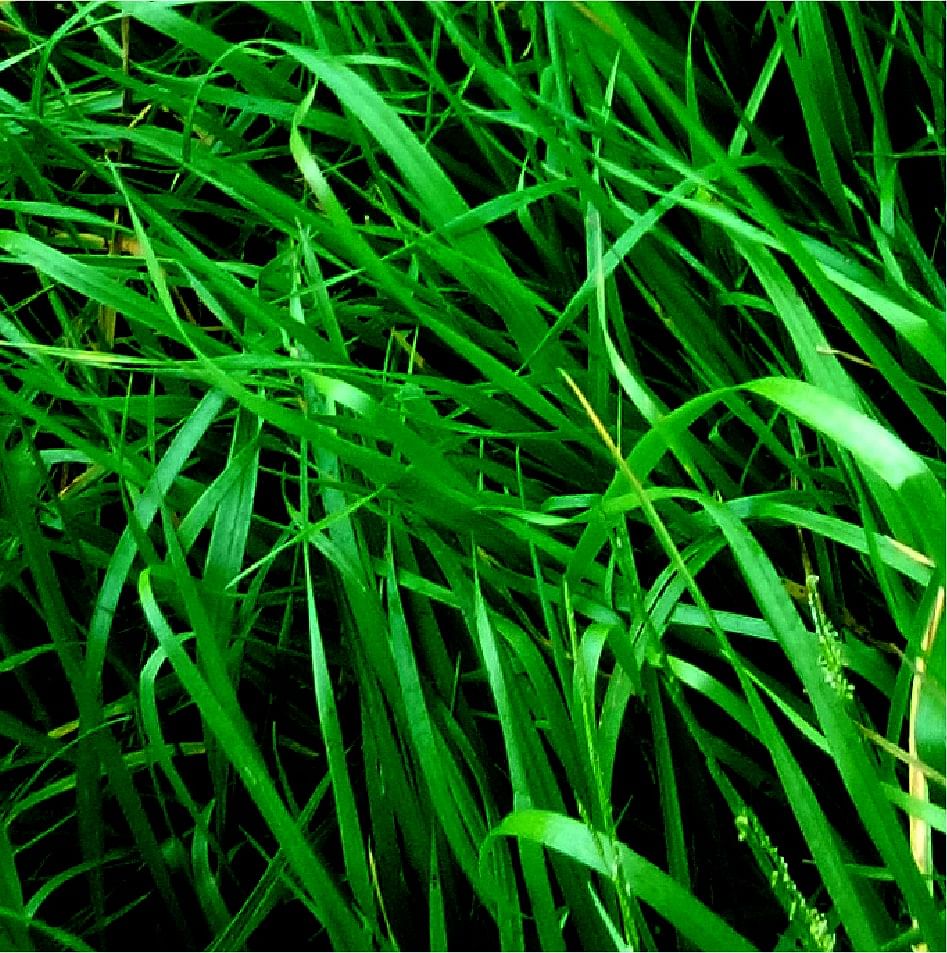 Rye Grass Baqueano x 25 Kg.
