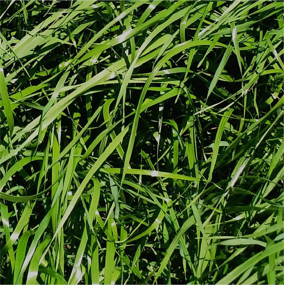 Rye Grass Híbrido Bison x 22.7 Kg.