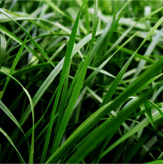 Rye Grass Híbrido Perenne Boxer x 22.7 Kg.