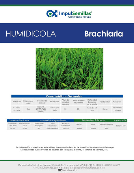 BRACHIARIA HUMIDICOLA CULTIVAR COMÚN X 1 KG.