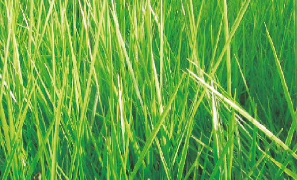 BRACHIARIA HUMIDICOLA CULTIVAR COMÚN X 1 KG.