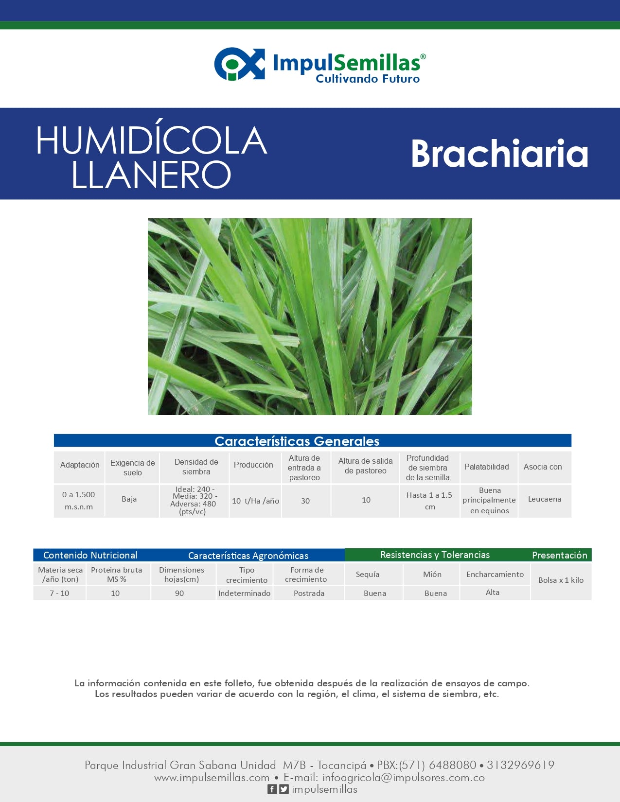 BRACHIARIA HUMIDICOLA CULTIVAR LLANERO (DICTYONEURA) X 1 KG.
