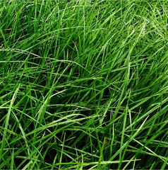 Rye Grass Ohau Certified x  25 Kg.