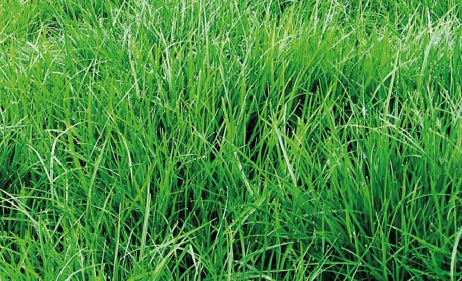 Rye Grass Perenne Pastoral x 22.7 Kg.