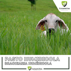 Brachiaria Humidicola Cv Humidicola (Incrustada) 