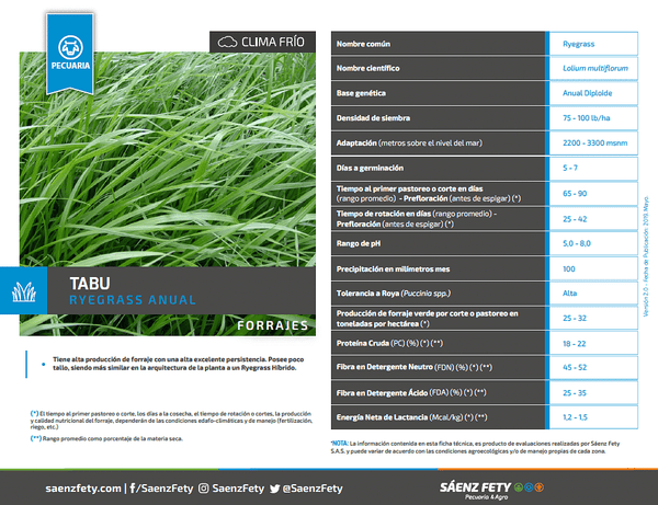 RYEGRASS ANUAL TABU