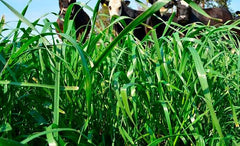 Rye Grass Anual Jivet x 22.7 Kg.