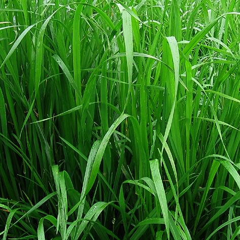 Rye Grass Híbrido Sabana x 22.7 Kg.
