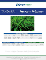 TANZANIA (PANICUM MAXIMUM) X 1 KG.