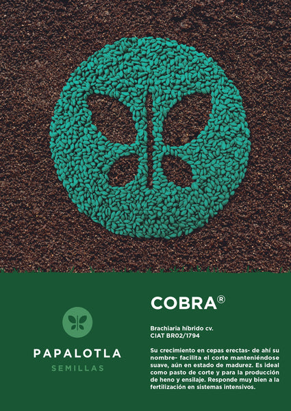 Cobra (Brachiaria Híbrido) X 2KG  